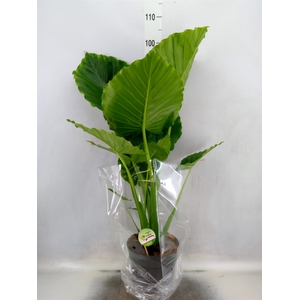 Alocasia gageana