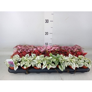 Hypoestes phyllo.   ...mix