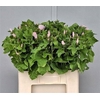 Lavatera Light Pink