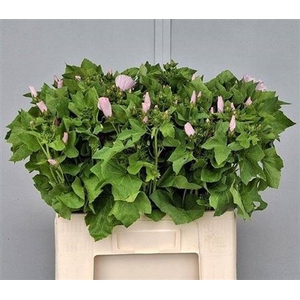 Lavatera Ov L Roze