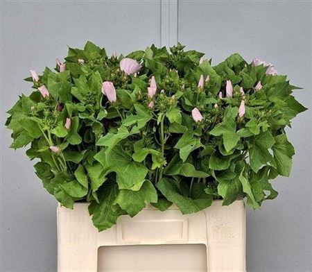 <h4>Lavatera Ov L Roze</h4>