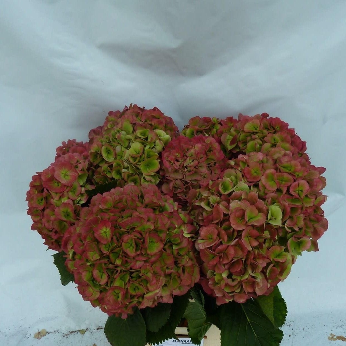 <h4>HYDR M CH VERENA CL</h4>