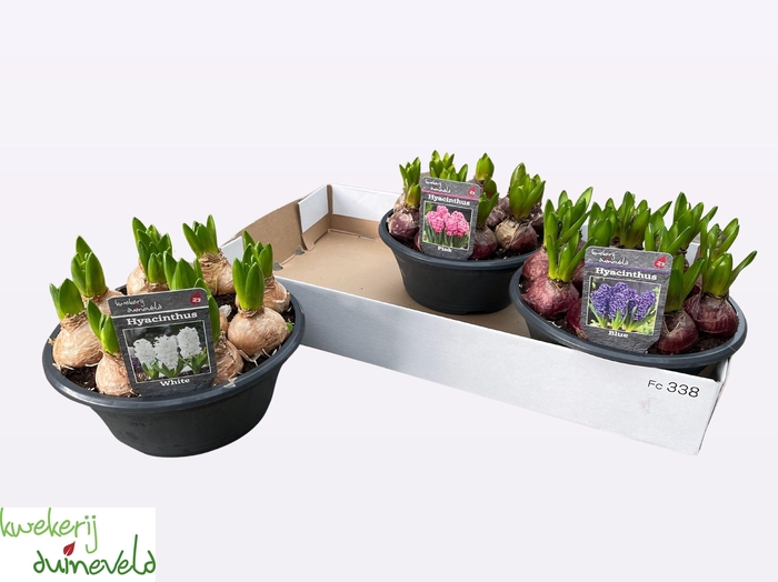 <h4>HYACIN GEM 3 KL</h4>