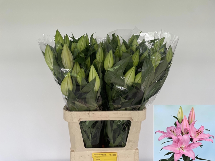 <h4>Li Or Catemaco</h4>