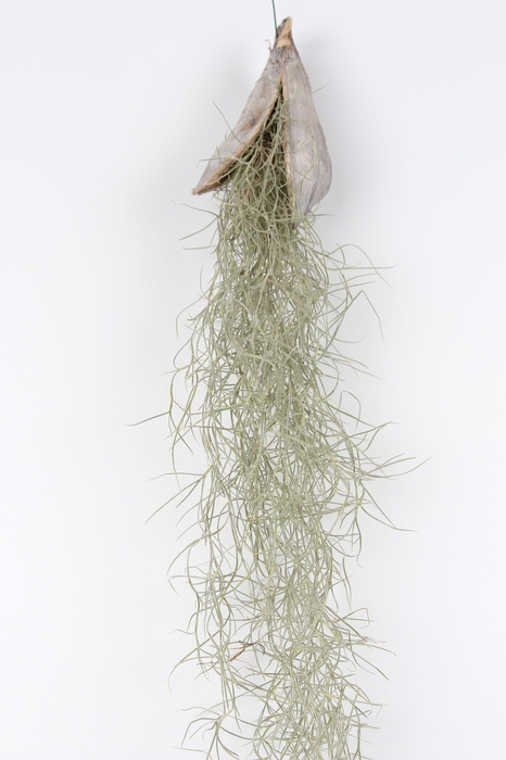 <h4>Tillandsia Usneoides Penca White Wash</h4>