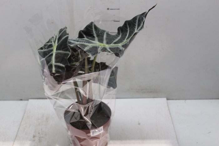 <h4>ALOCASIA POLLY P17</h4>