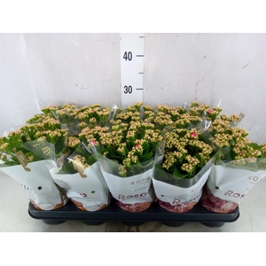 Kalanchoe blos. 'RosDon Nando'