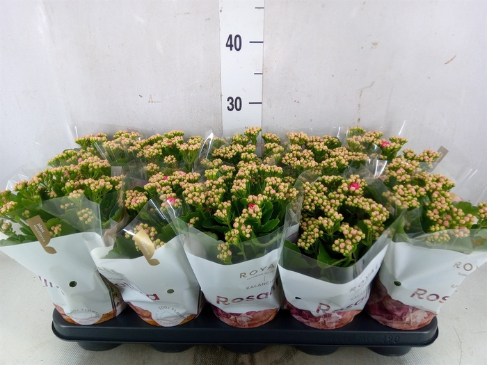 <h4>Kalanchoe blos. 'RosDon Nando'</h4>
