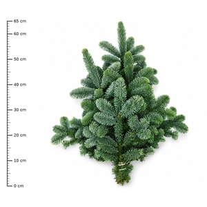 ABIES NOB BLAUW BS