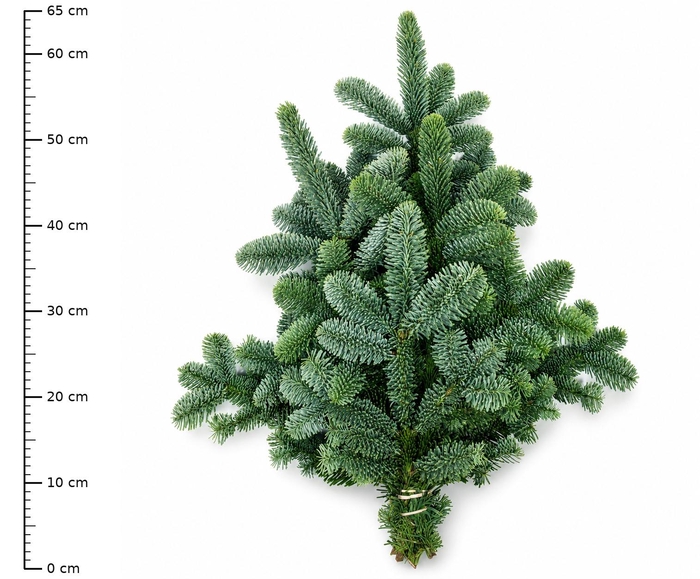 <h4>ABIES NOB BLAUW BS</h4>