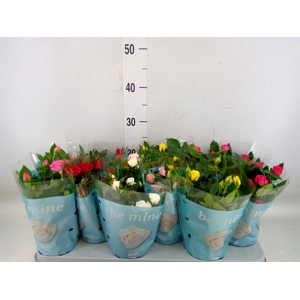 Rosa  'Beau Monde'   ...mix