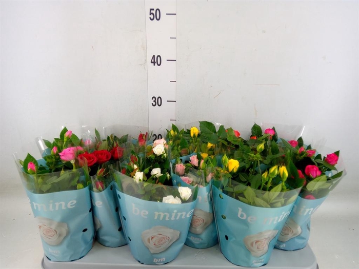 <h4>Rosa  'Beau Monde'   ...mix</h4>