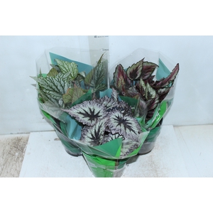 BEGONIA REX P17 PO