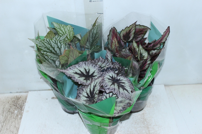 <h4>BEGONIA REX P17 PO</h4>