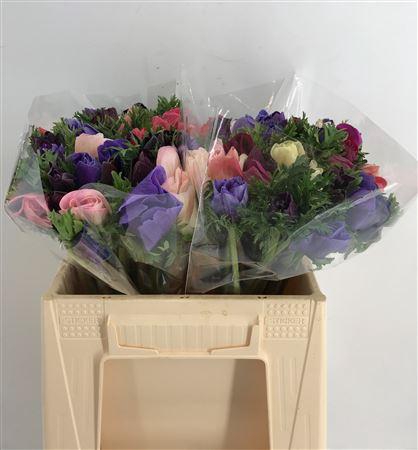 <h4>Anem Prima Mix</h4>