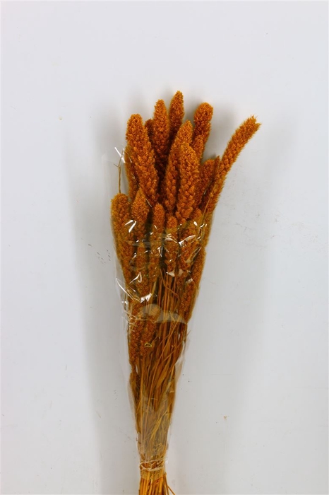 Dried Setaria Yellow Bunch