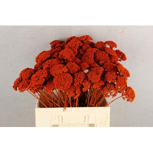 DF Achillea Paint Bs Orange