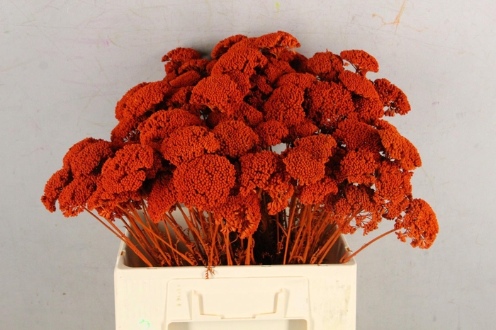 <h4>DF Achillea Paint Bs Orange</h4>