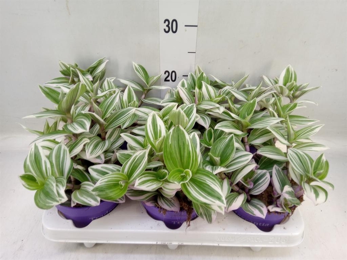 <h4>Tradescantia   ...</h4>