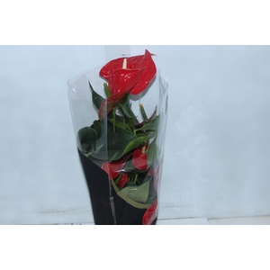 ANTHURIUM MICHIGAN P17 PREMIUM