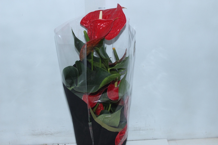 <h4>ANTHURIUM MICHIGAN P17 PREMIUM</h4>