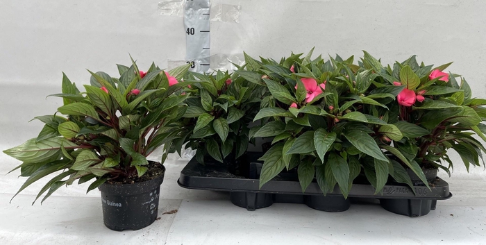 <h4>IMPAT CP ROSE</h4>