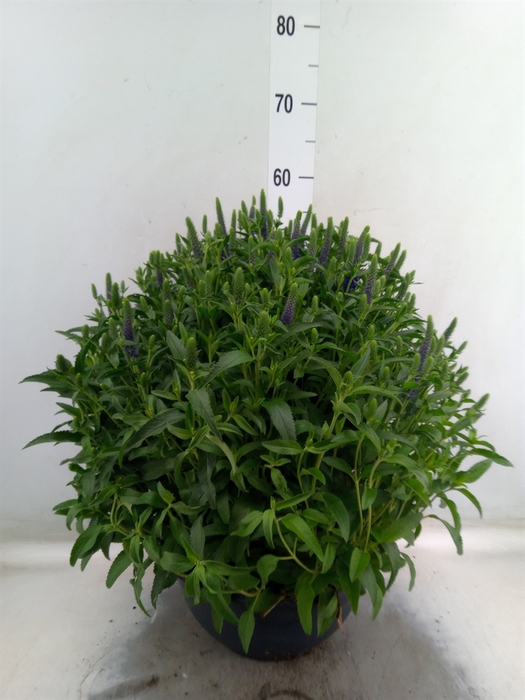 <h4>Veronica spicata 'Anniversary Blue'</h4>