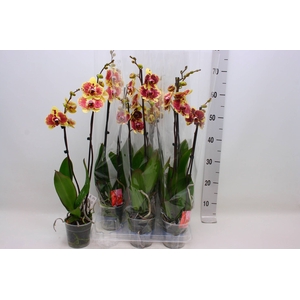 PHAL EXOTIC PUNCH