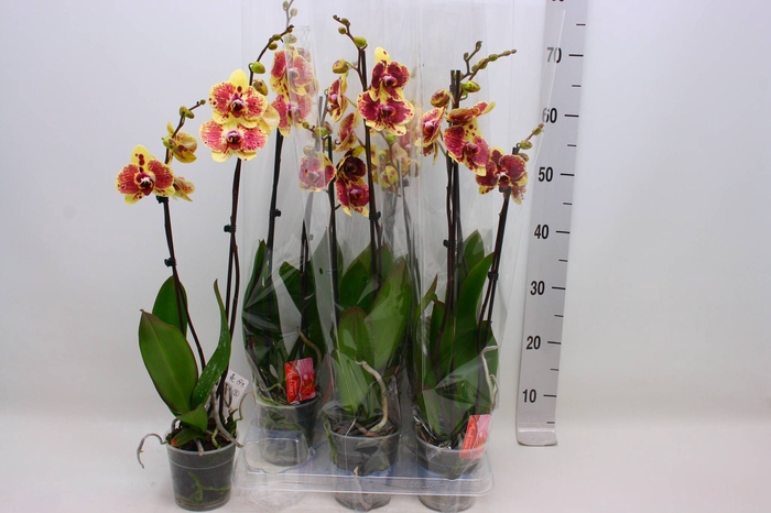 <h4>PHAL EXOTIC PUNCH</h4>