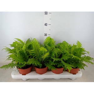 Blechnum gibbum 'Silver Lady'