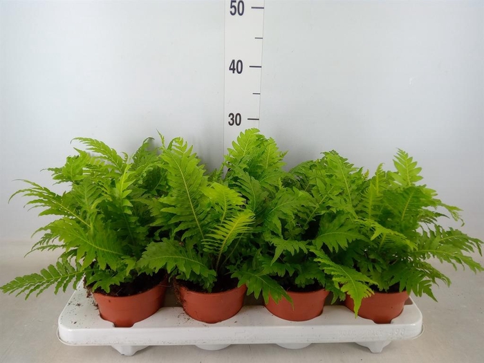 <h4>Blechnum gibbum 'Silver Lady'</h4>