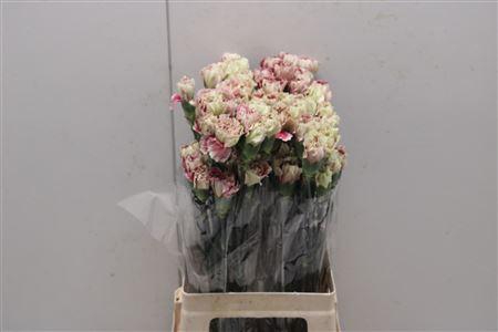 <h4>Di St Heidy</h4>