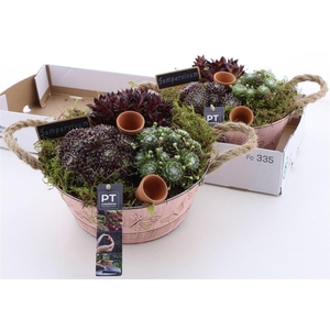 Arrangementen Sempervivum 6%