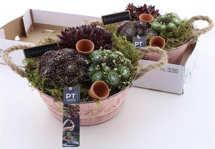 <h4>Arrangementen Sempervivum 6%</h4>