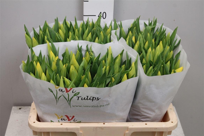 <h4>Tu En Strong Gold</h4>