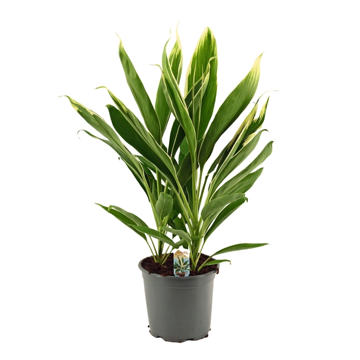 <h4>Cordyline New Conga Toef 19 cm</h4>