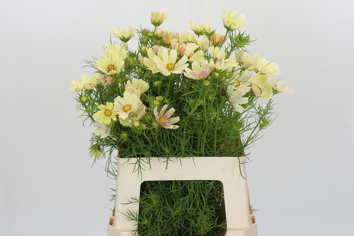 Cosmos Cream