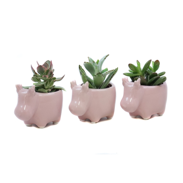 <h4>Succulent 5,5 cm in Pinkyhoorn planter</h4>