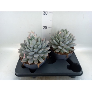 Pachyphytum  'Draco'
