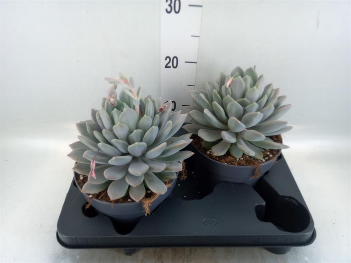 <h4>Pachyphytum  'Draco'</h4>
