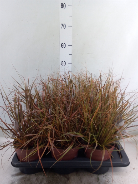 <h4>Carex oshimensis 'Everco Everlime'</h4>