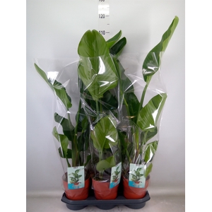 Strelitzia nicolai