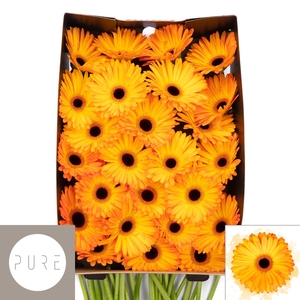 Gerbera Catwalk Doos