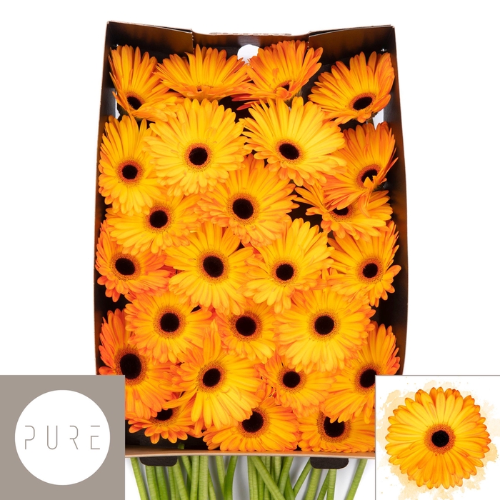 <h4>Gerbera Catwalk Doos</h4>