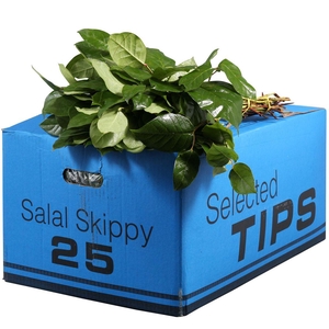 Salal Tip Skippy Blue