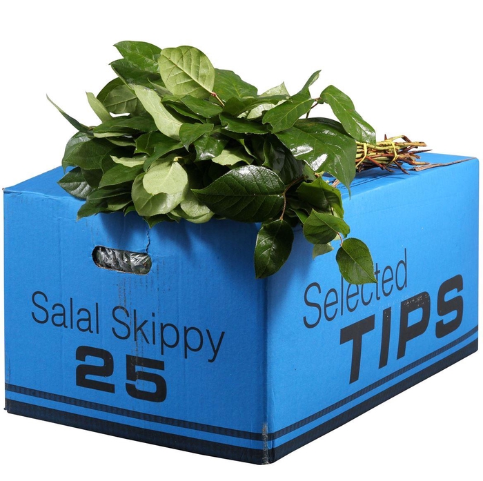 <h4>Salal Tip Skippy Blue</h4>