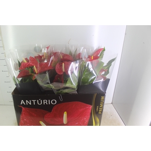 ANTHURIUM MICHIGAN P17 PREMIUM