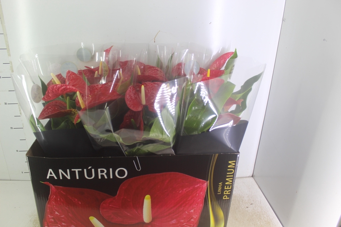 ANTHURIUM MICHIGAN P17 PREMIUM
