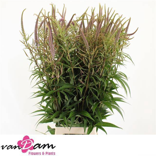 <h4>VERONIC V FASCINATIO</h4>