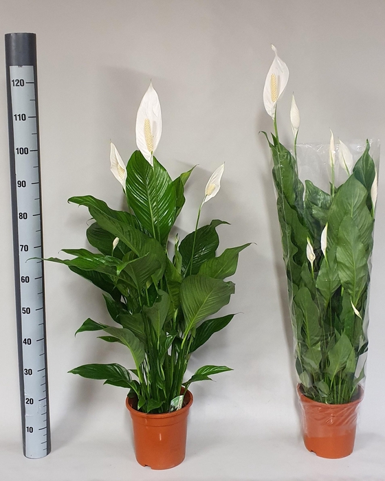 Spathiphyllum Sweet Lauretta 21Ø 100cm 5fl
